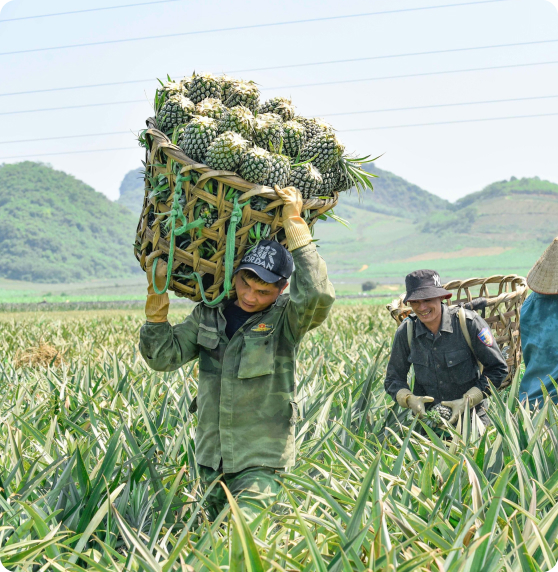 Hợp tác phát triển kinh tế bền vững cho người nông dân