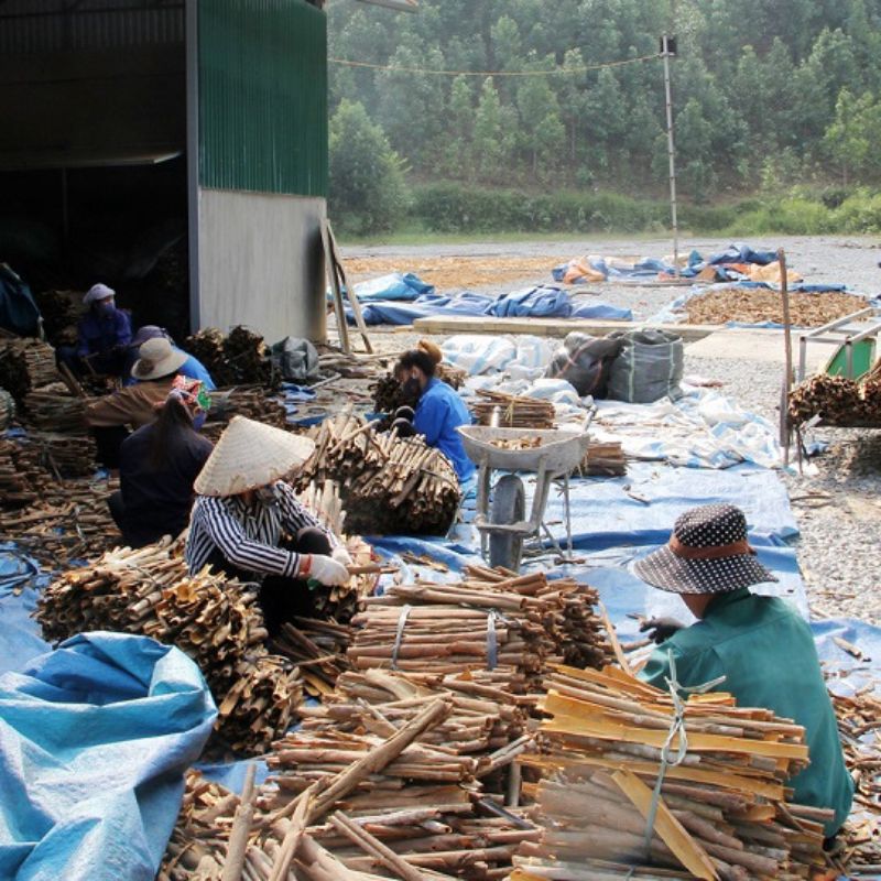 Hợp tác phát triển kinh tế bền vững cho người nông dân